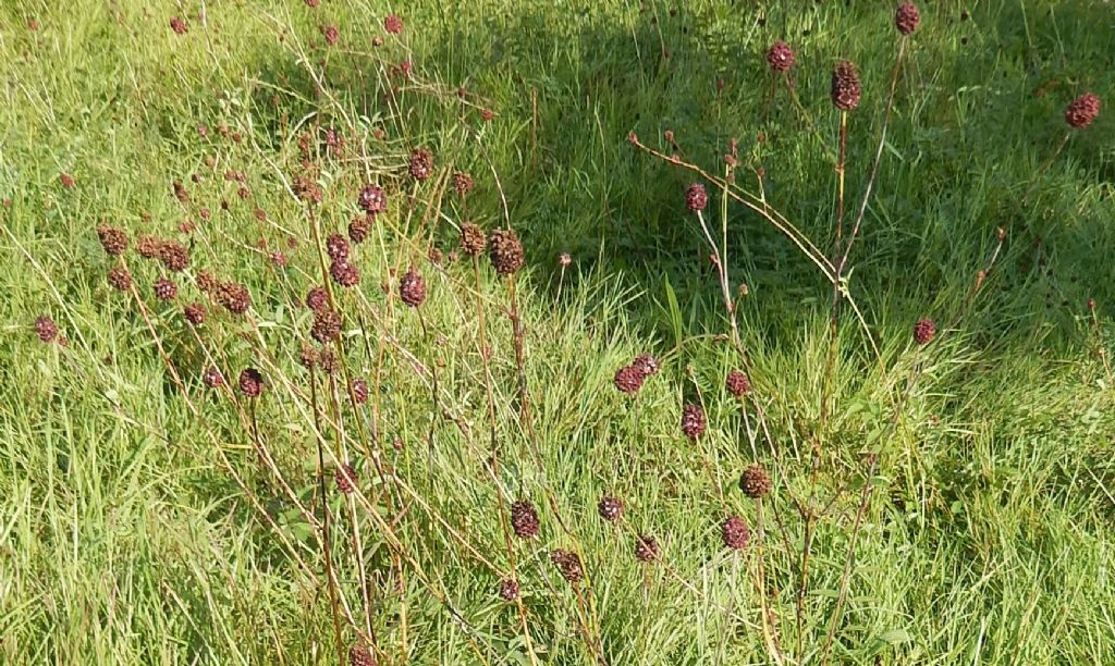 Dresda - Sanguisorba officinalis